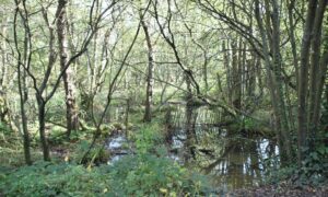 Wet woodland by N Chadwick, CC BY-SA 2.0