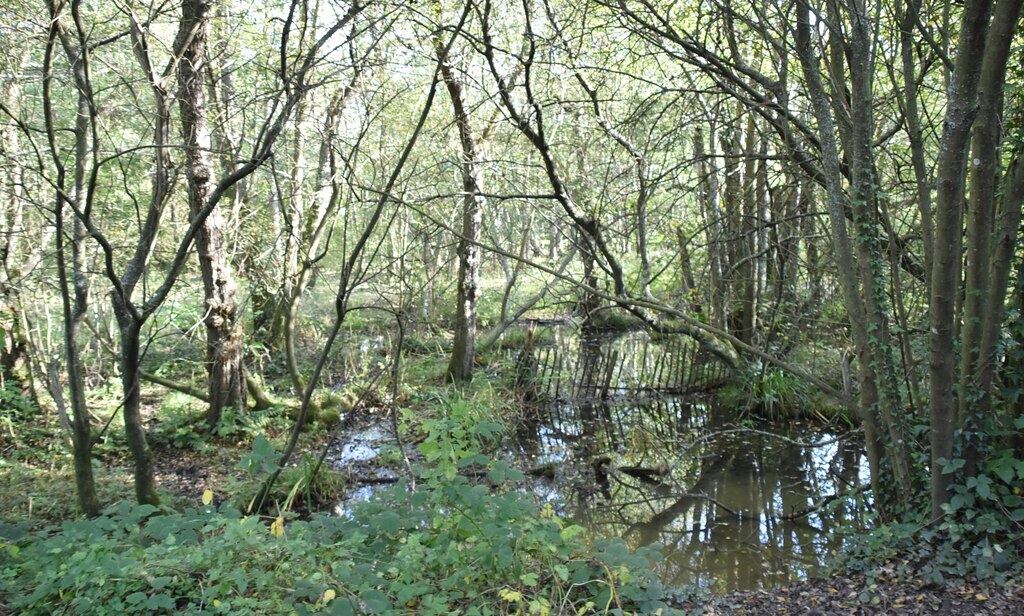 Wet Woodland