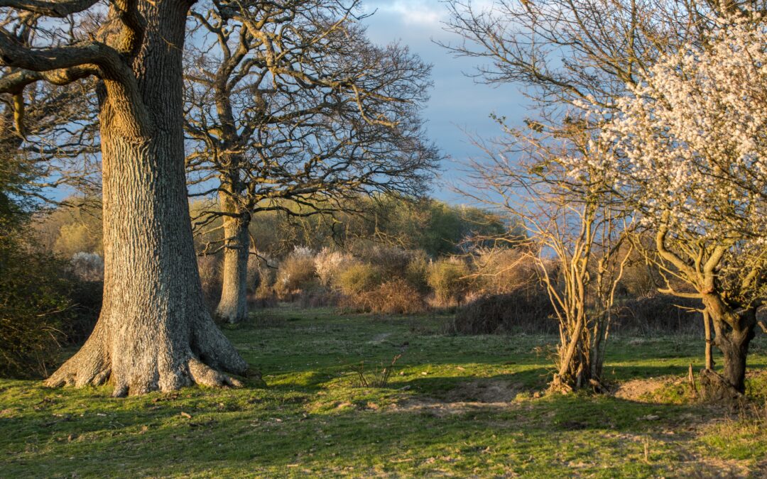 Wood Pastures, Parklands and Veteran Trees