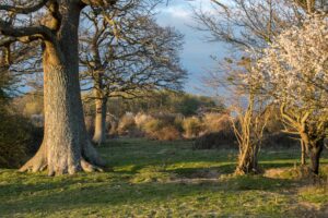 Woodland Pasture at the Knepp Estate, West Sussex. Photograph by Knepp Estate