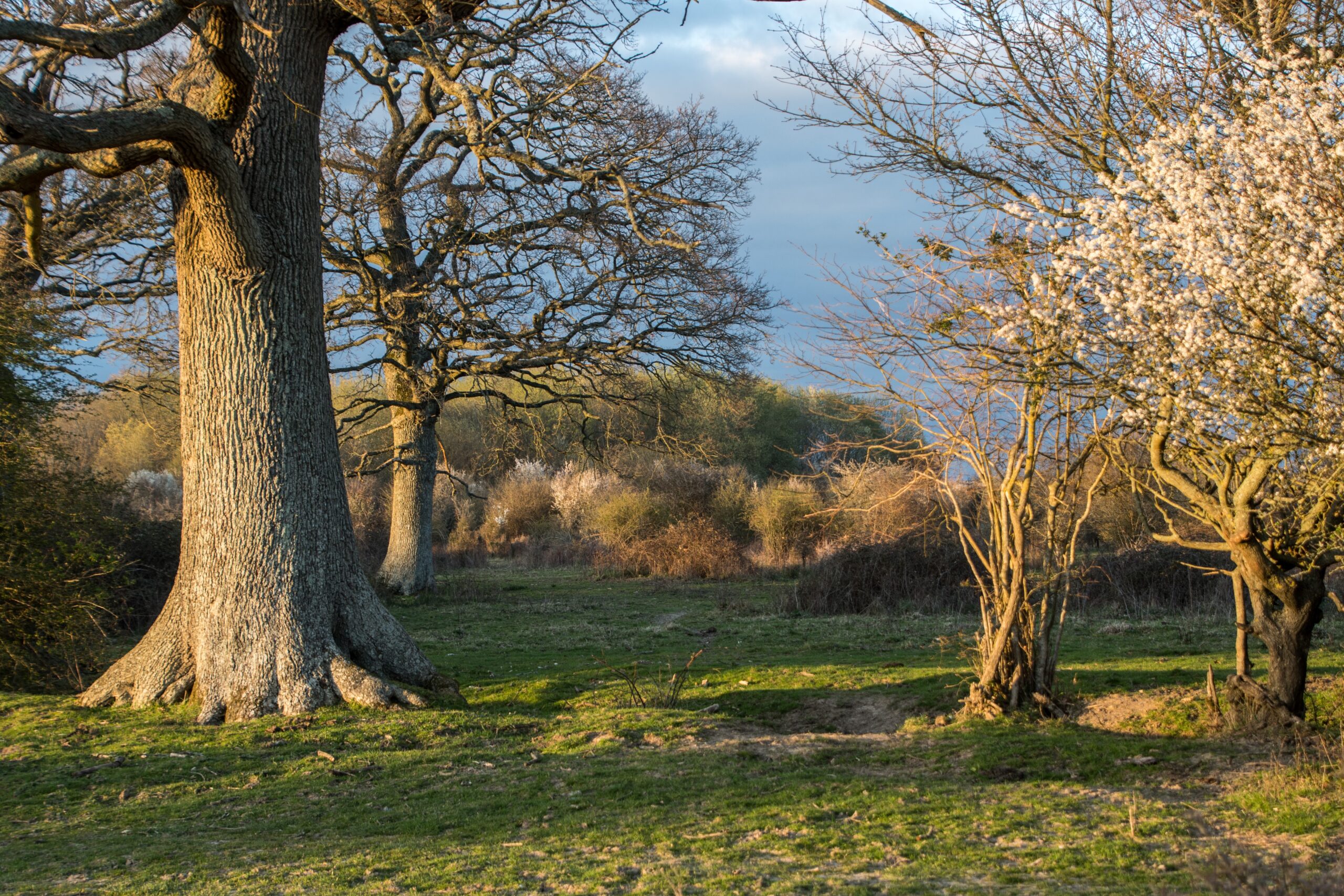Woodland Pasture at the Knepp Estate, West Sussex. Photograph by Knepp Estate Woodland Pasture at the Knepp Estate, West Sussex. Photograph by Knepp Estate