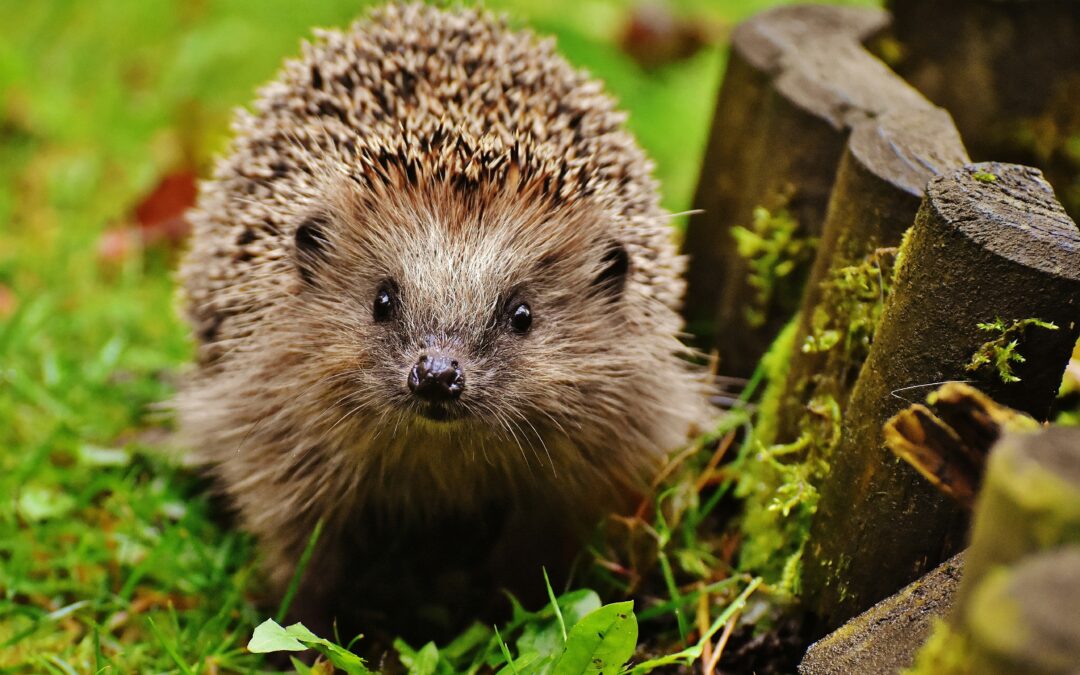 Hedgehog