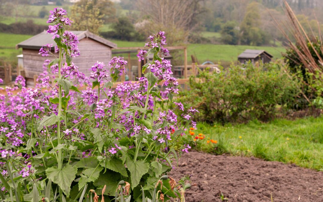 All hail Allotments!