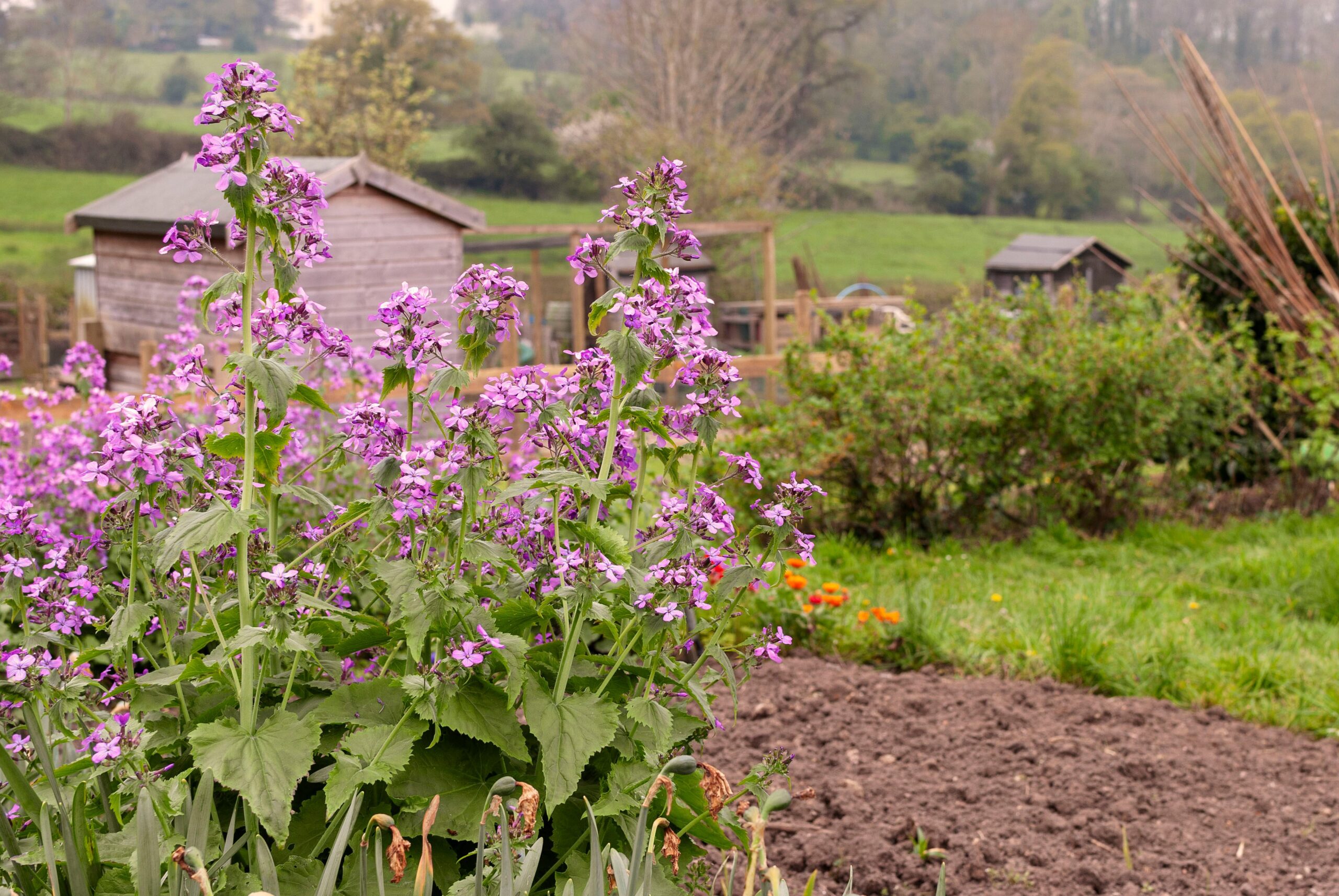 Allotment/ Will Jackson / CC BY 2.0 DEED