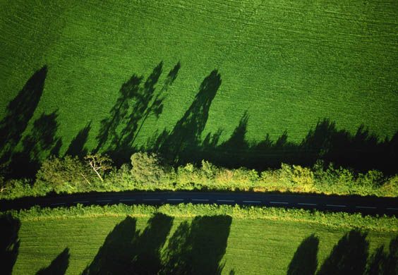 Hedgerow, by jidanchaomian, CC BY-SA 2.0