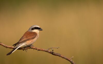 Scrubland Superheroes Get Funding