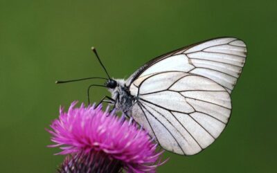 Saving our Scrub Superheroes