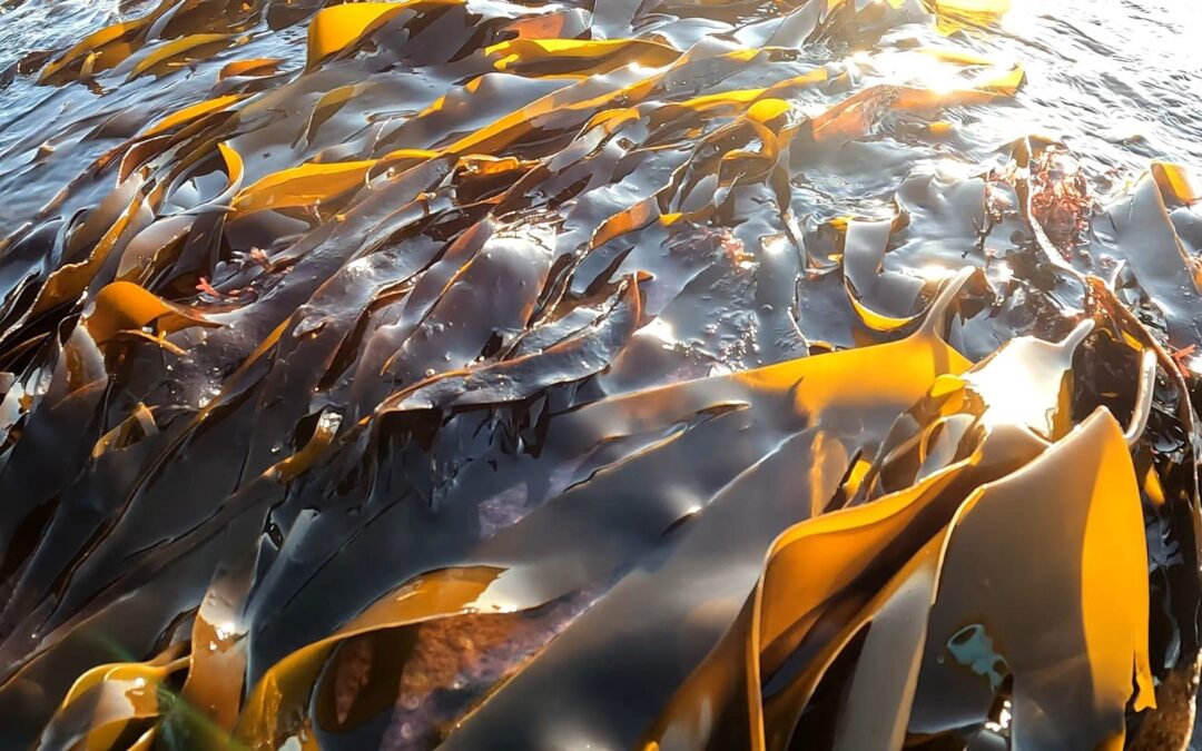 Bognor Kelp © Paul Boniface