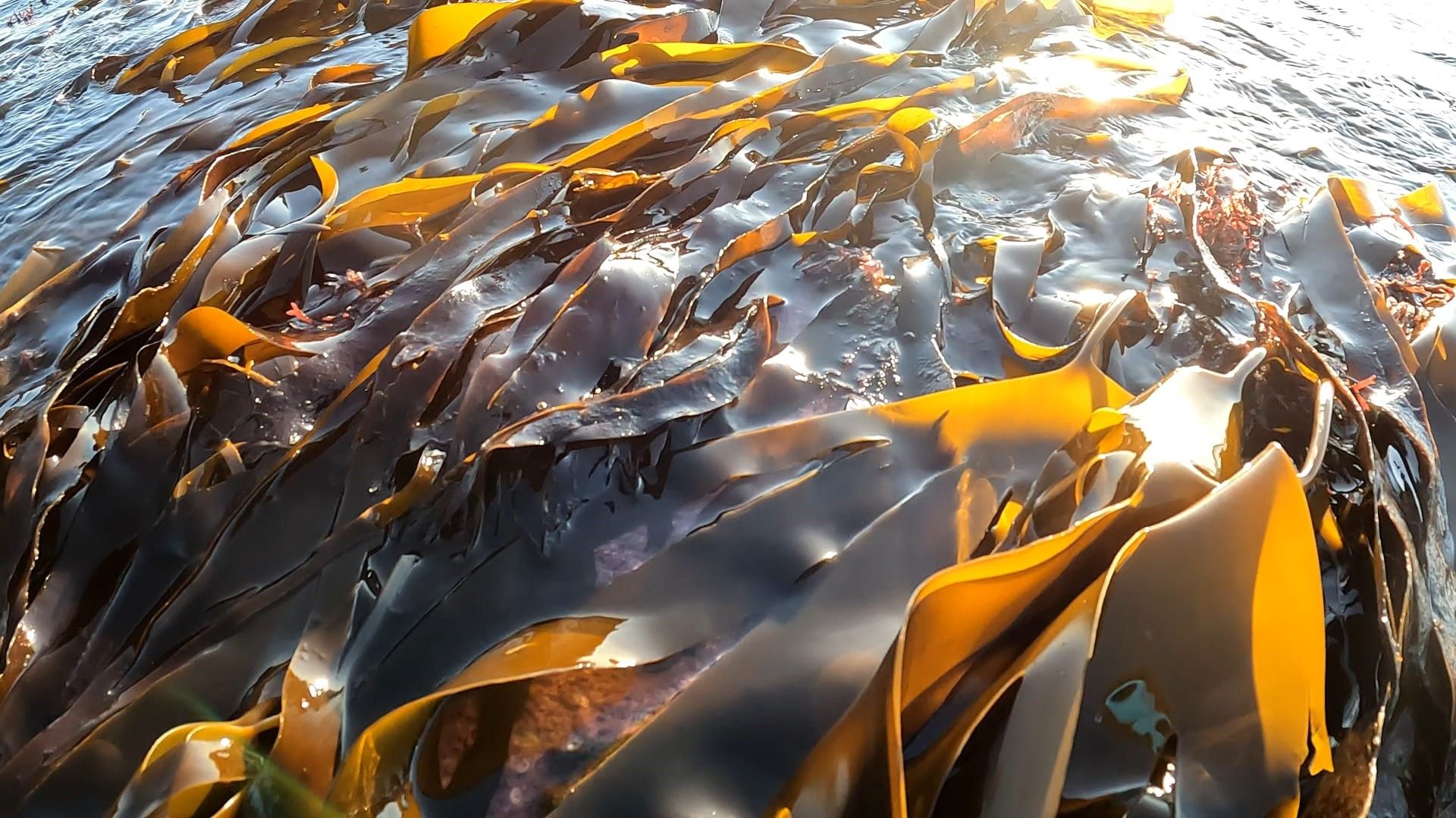Bognor Kelp © Paul Boniface