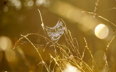 An Autumn of Opportunity