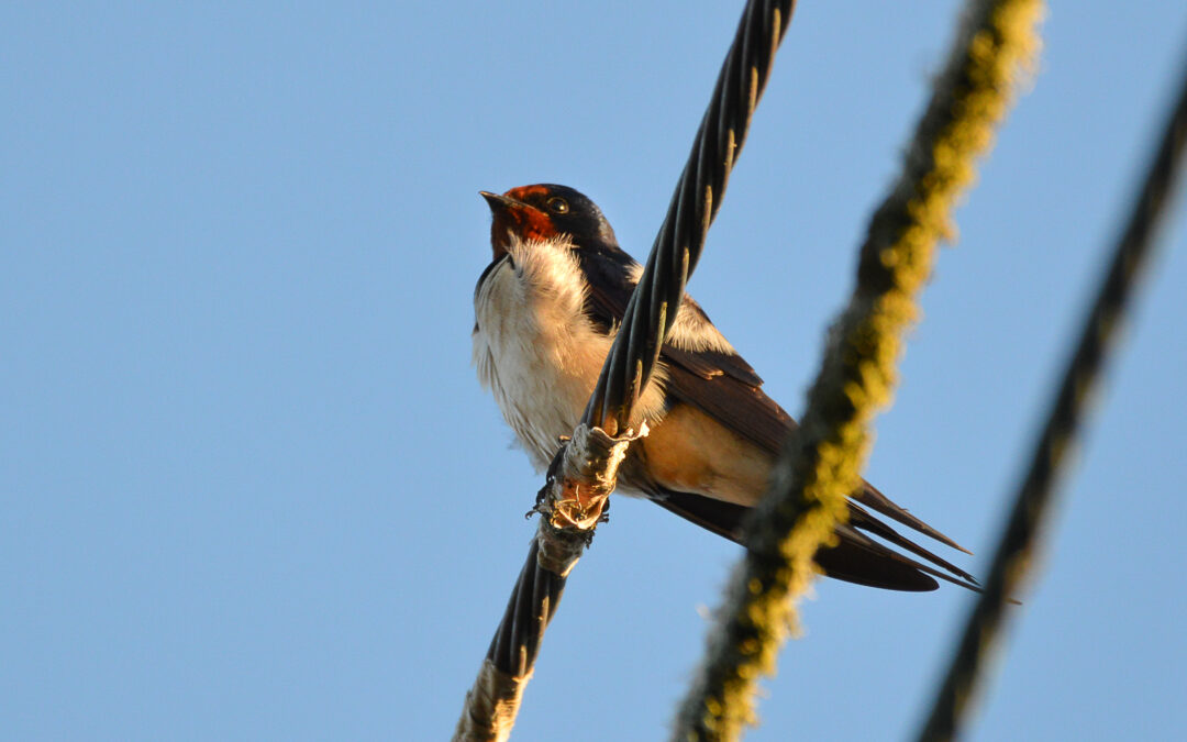 Welcoming back our spring migrants