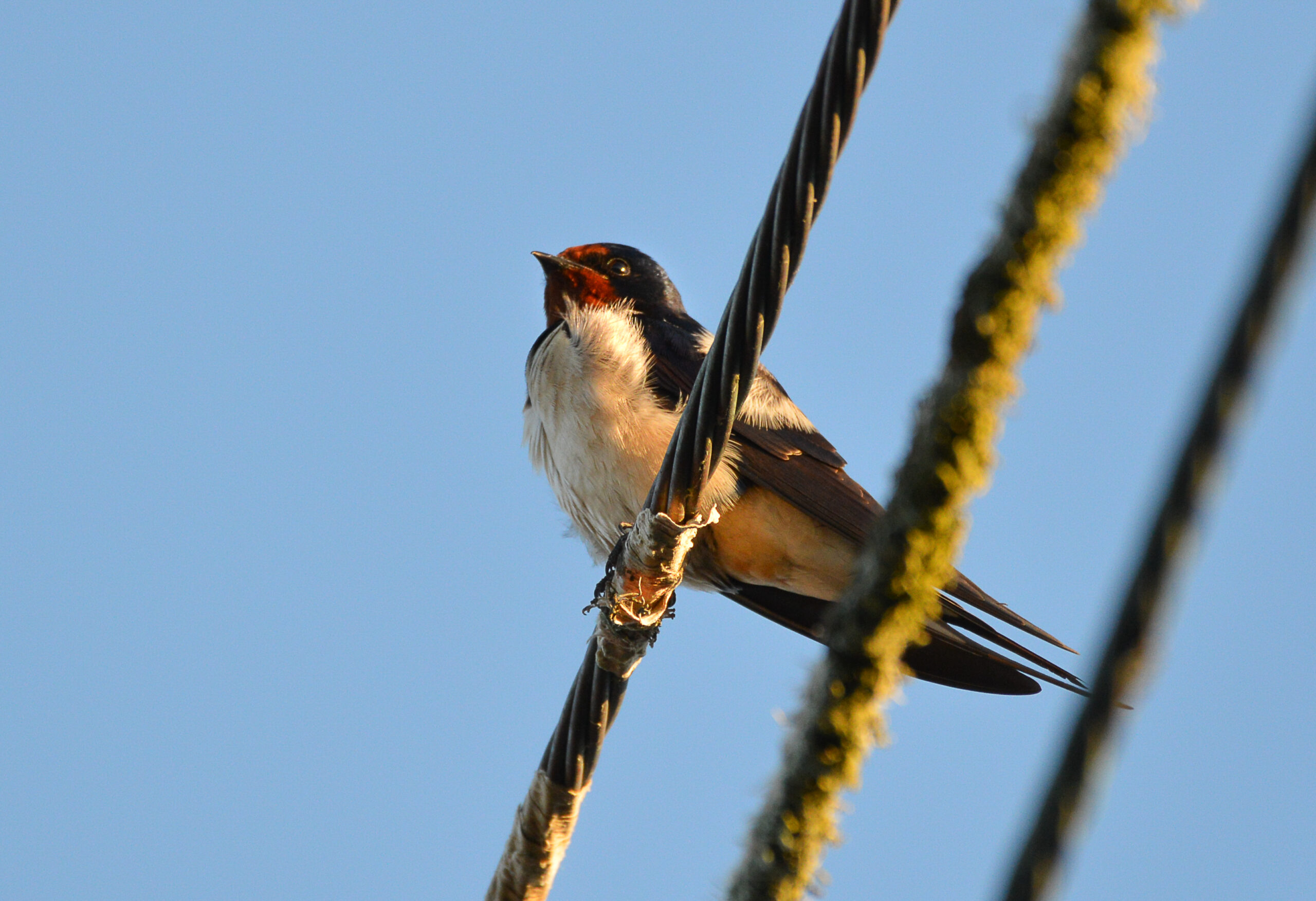 Swallow by Matt Phelps