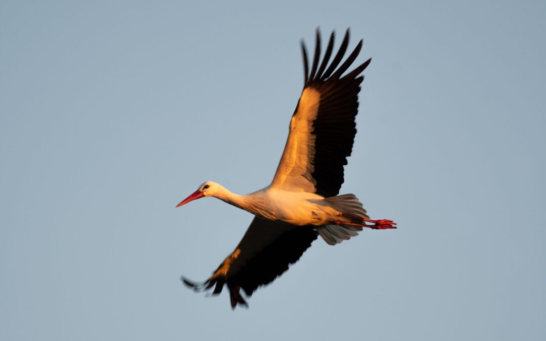 White stork, White stork project Knepp Estate