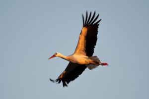 White stork, White stork project Knepp Estate