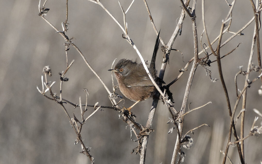 Dartford Warbler