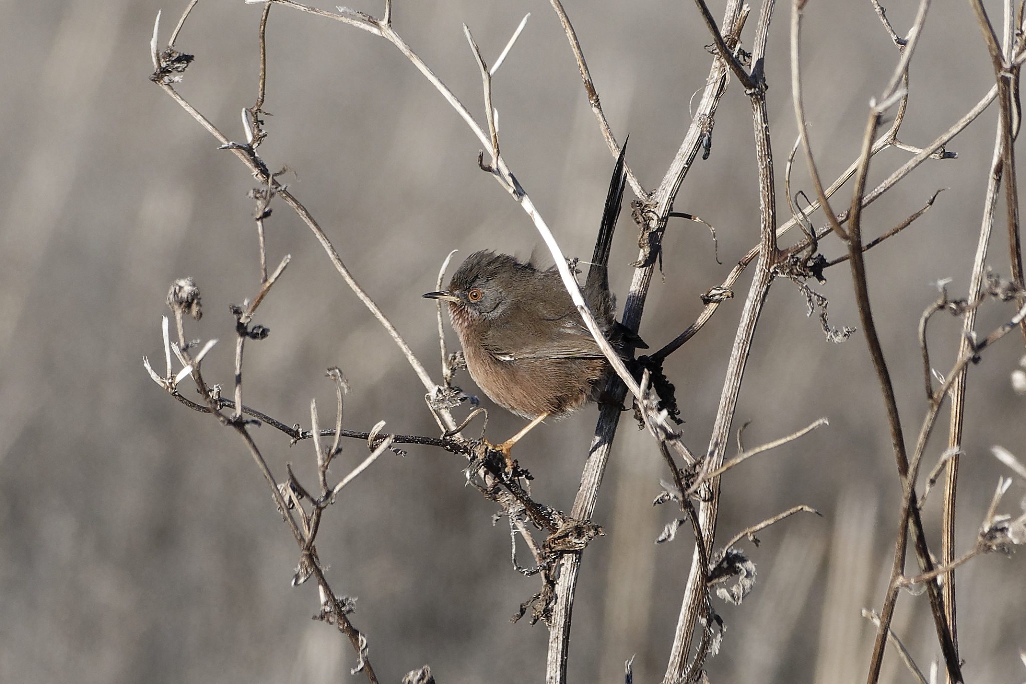Dartford Warbler