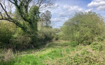 Scrubland Superheroes in Spring