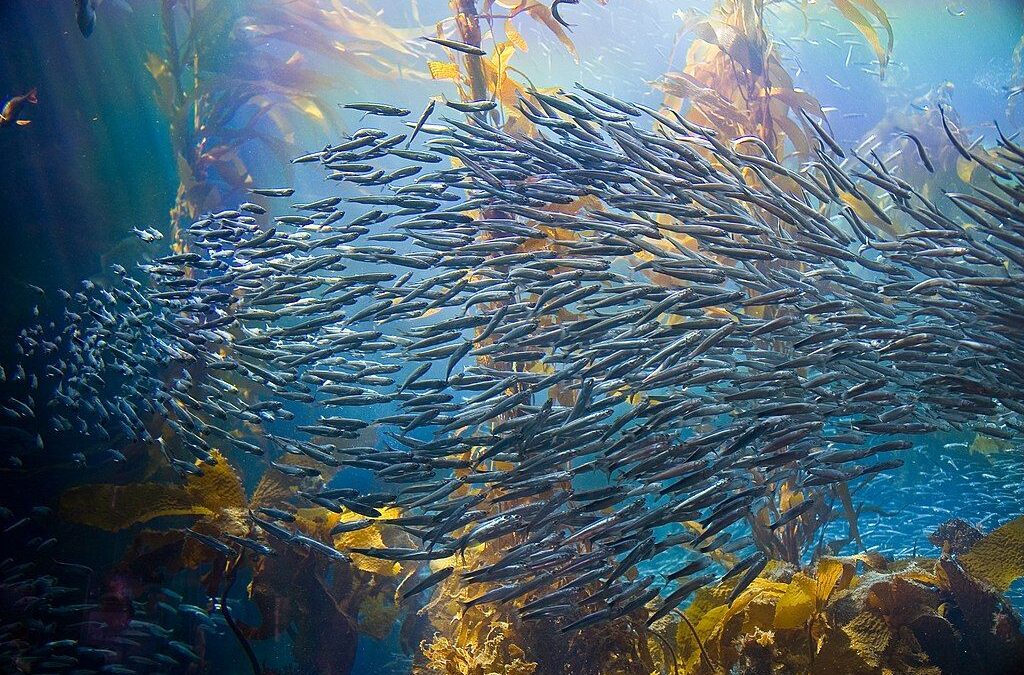 Our must watch: Ocean with David Attenborough