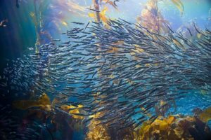 Fish swarm through the kelp forest