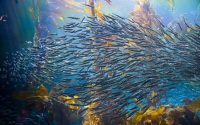 Our must watch: Ocean with David Attenborough
