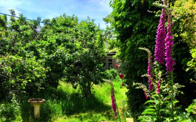 Rewilding My Coastal Garden