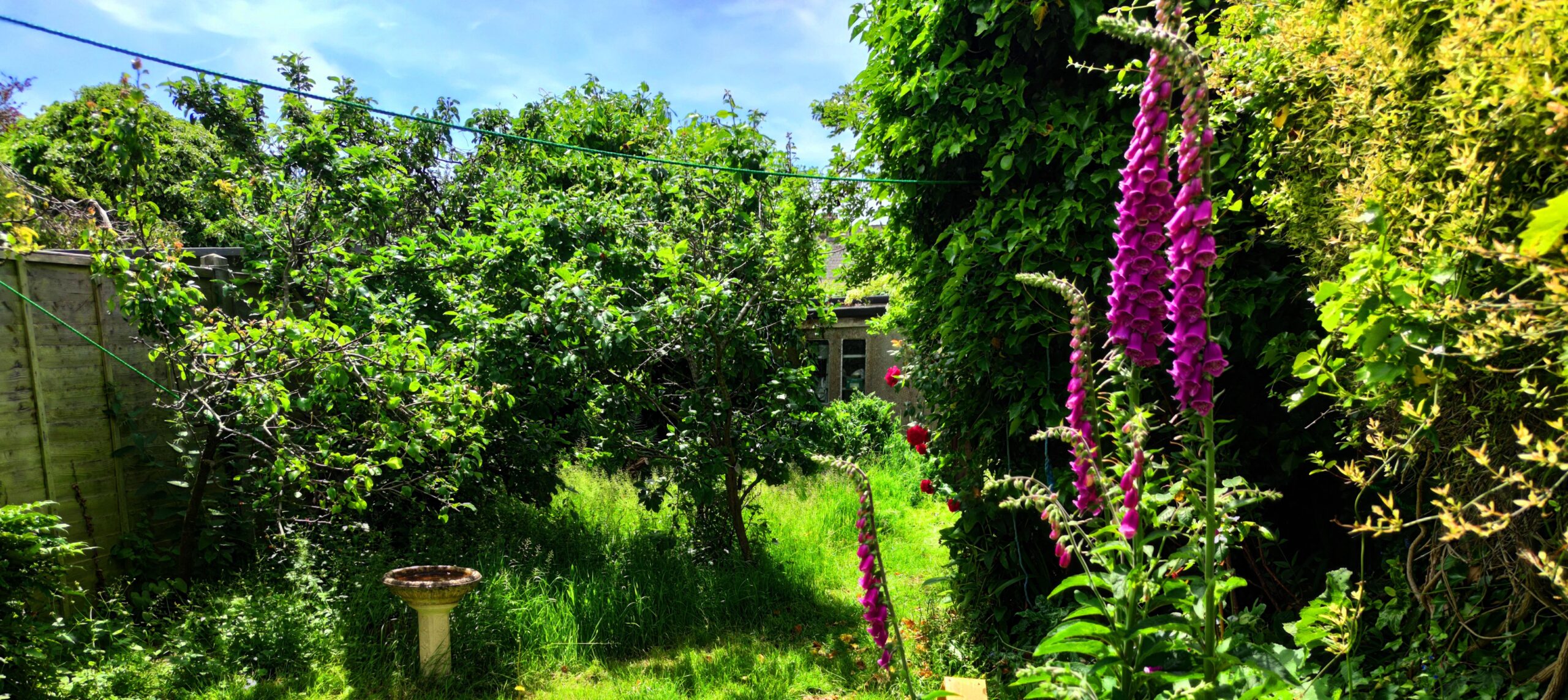 Foxgloves in a garden