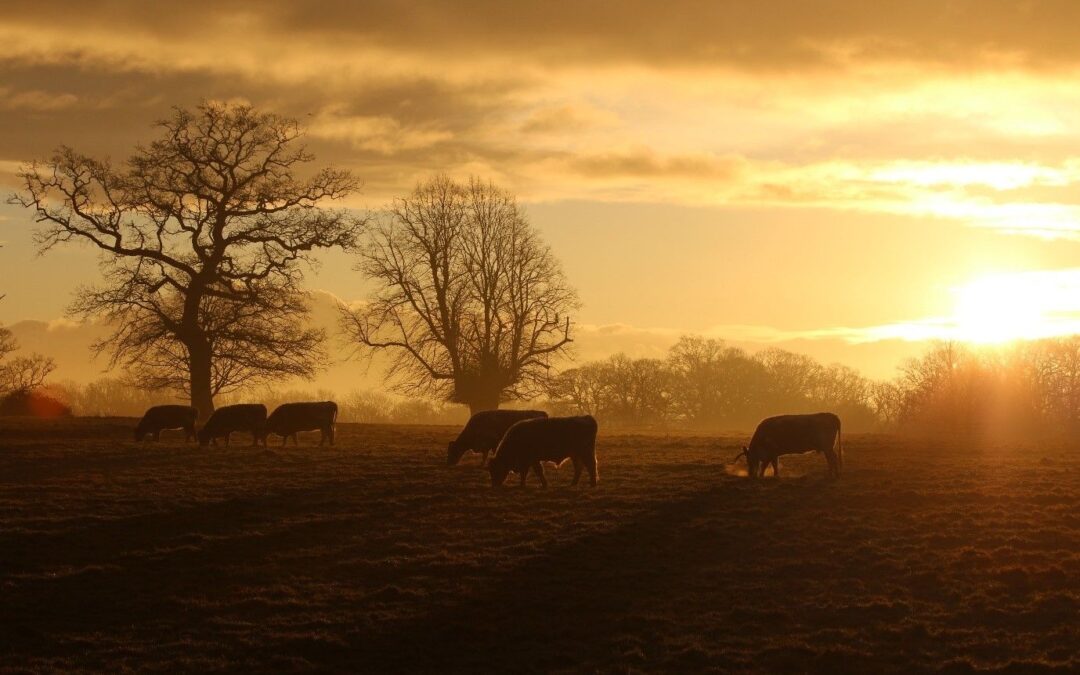 Conservation grazing in Sussex