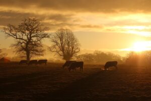 Grazing cattle by Sam Joy
