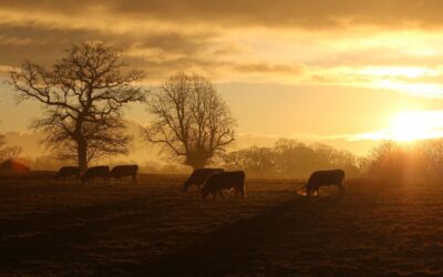 Conservation Grazing in Sussex