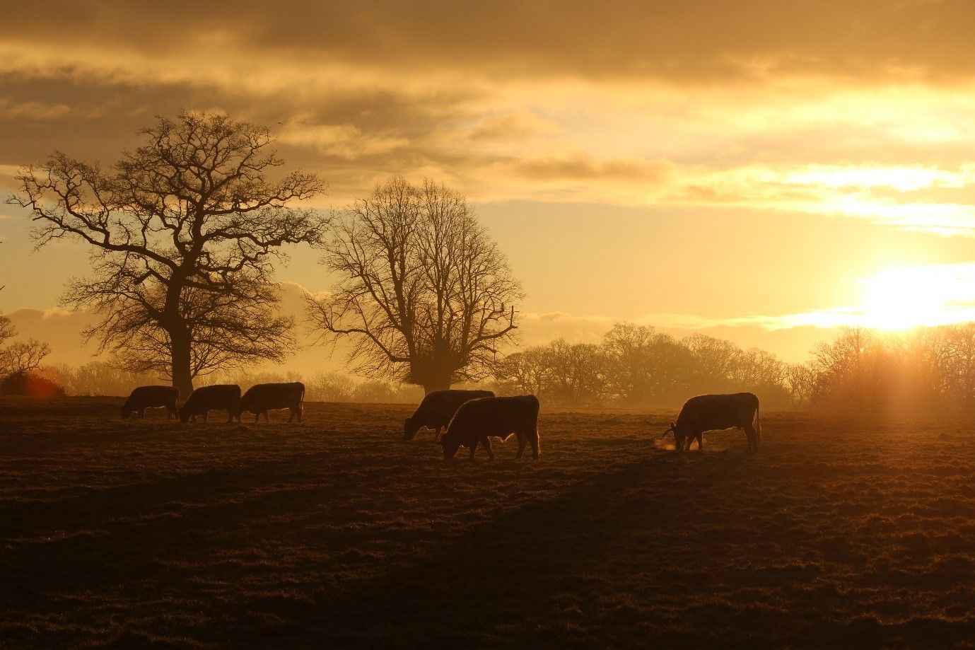 Grazing cattle by Sam Joy