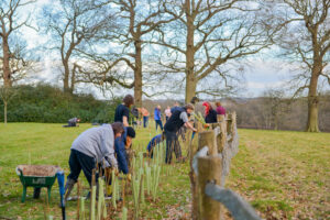Young Wilders hedge Planting Day
