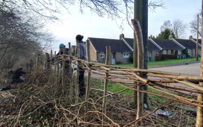 Hedging Our Bets for Nature Recovery