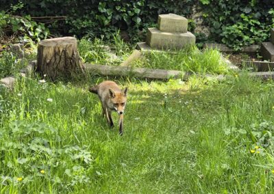 Red fox at Heene Cemetery by Amy Hurn