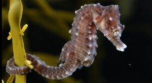 Hippocampus hippocampus by Hans Hillewaert