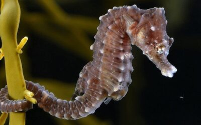 Species Focus: Short-snouted Seahorse