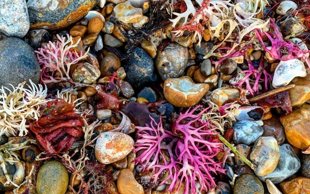 Colourful seashore