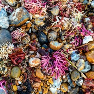 Colourful seashore