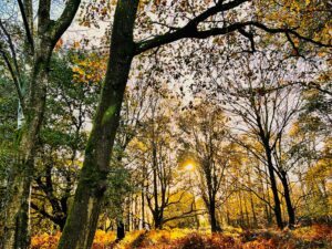 Woodland sunset