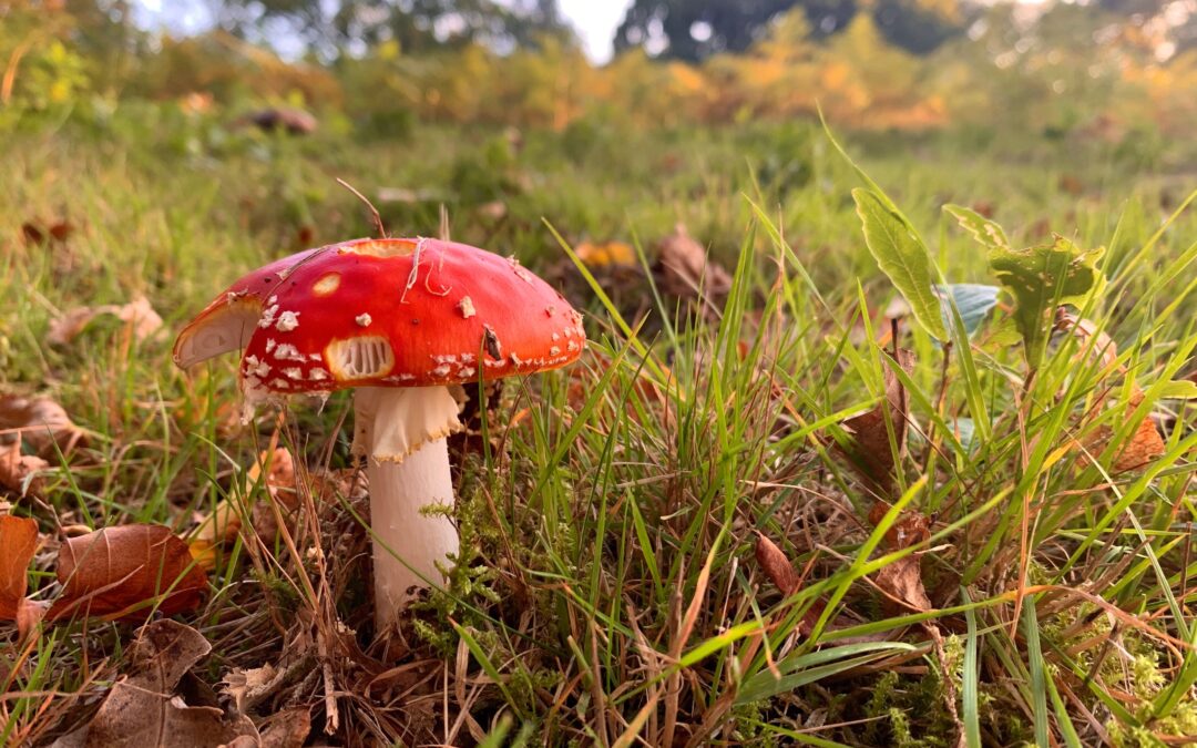Mushrooms: our nature messaging network