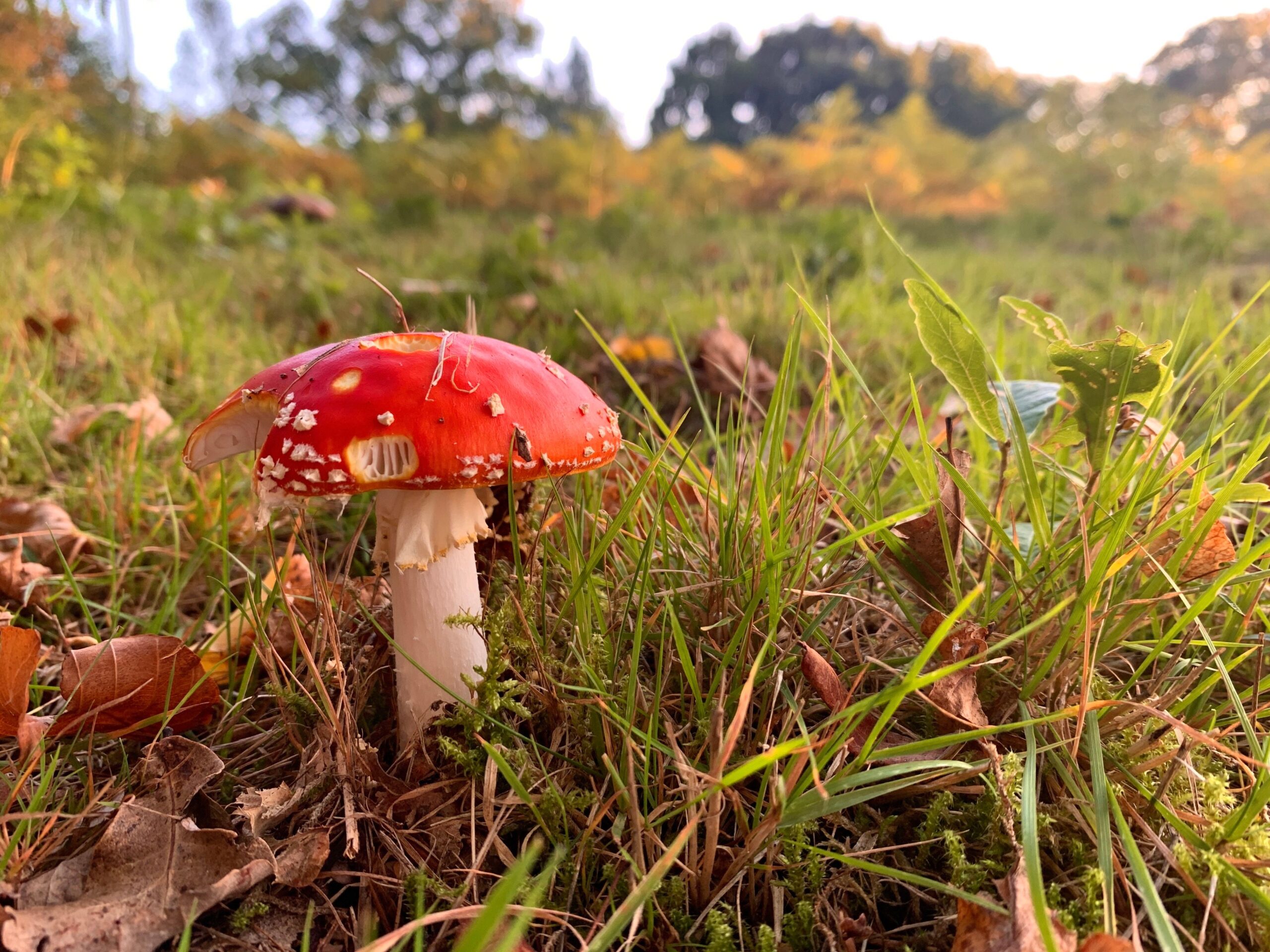 Toadstool Toadstool in field
