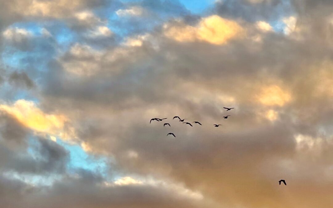 The great autumn bird migration