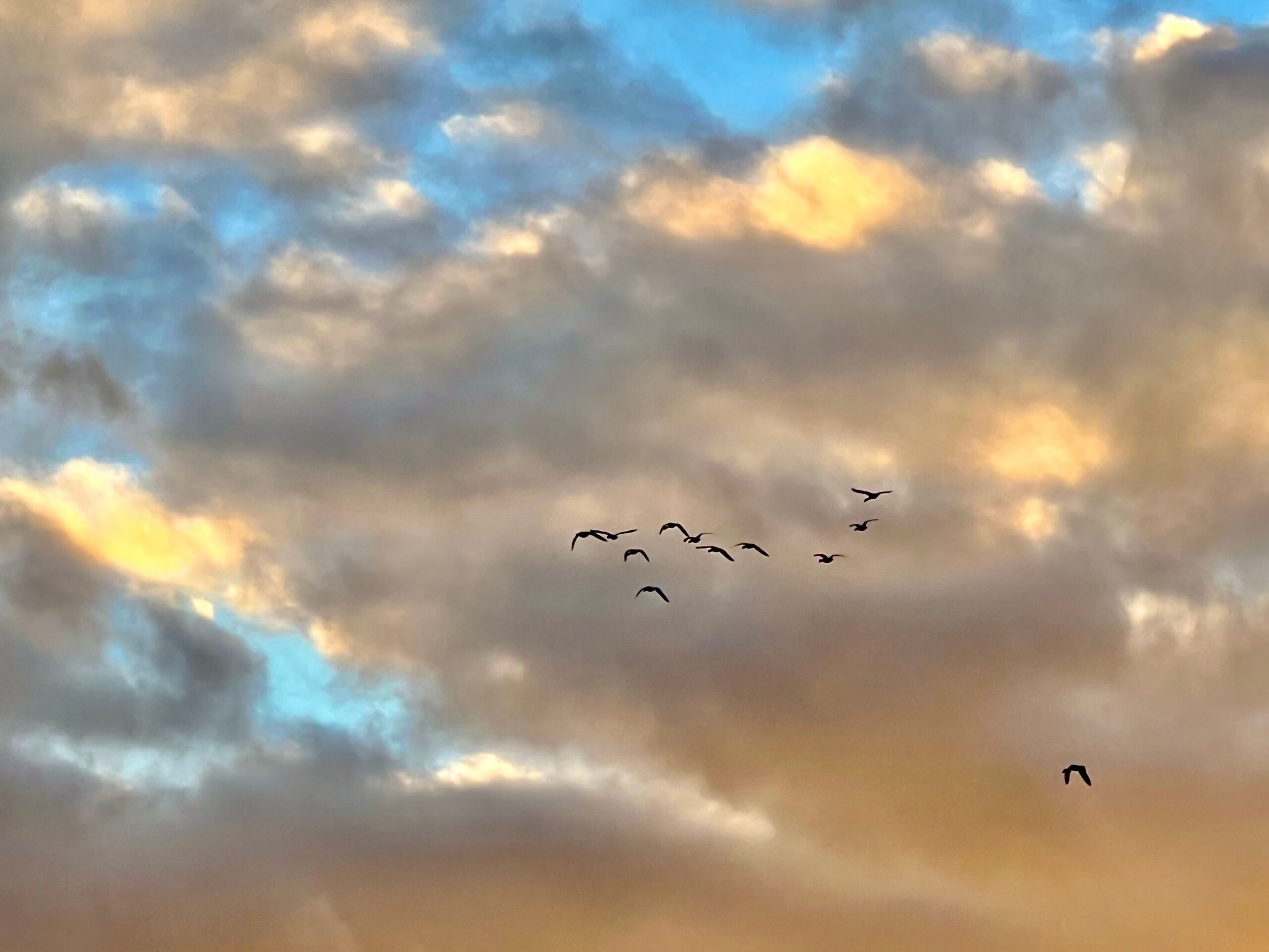 Migrating birds by Libby Drew