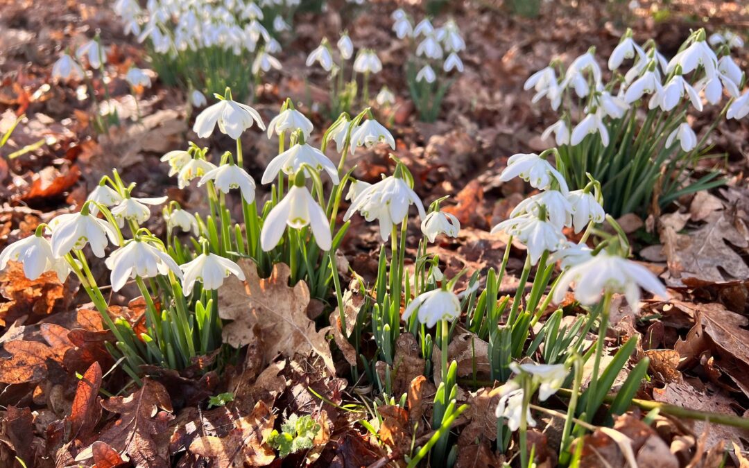 🌿 Nature survey: Getting to know our Gardens
