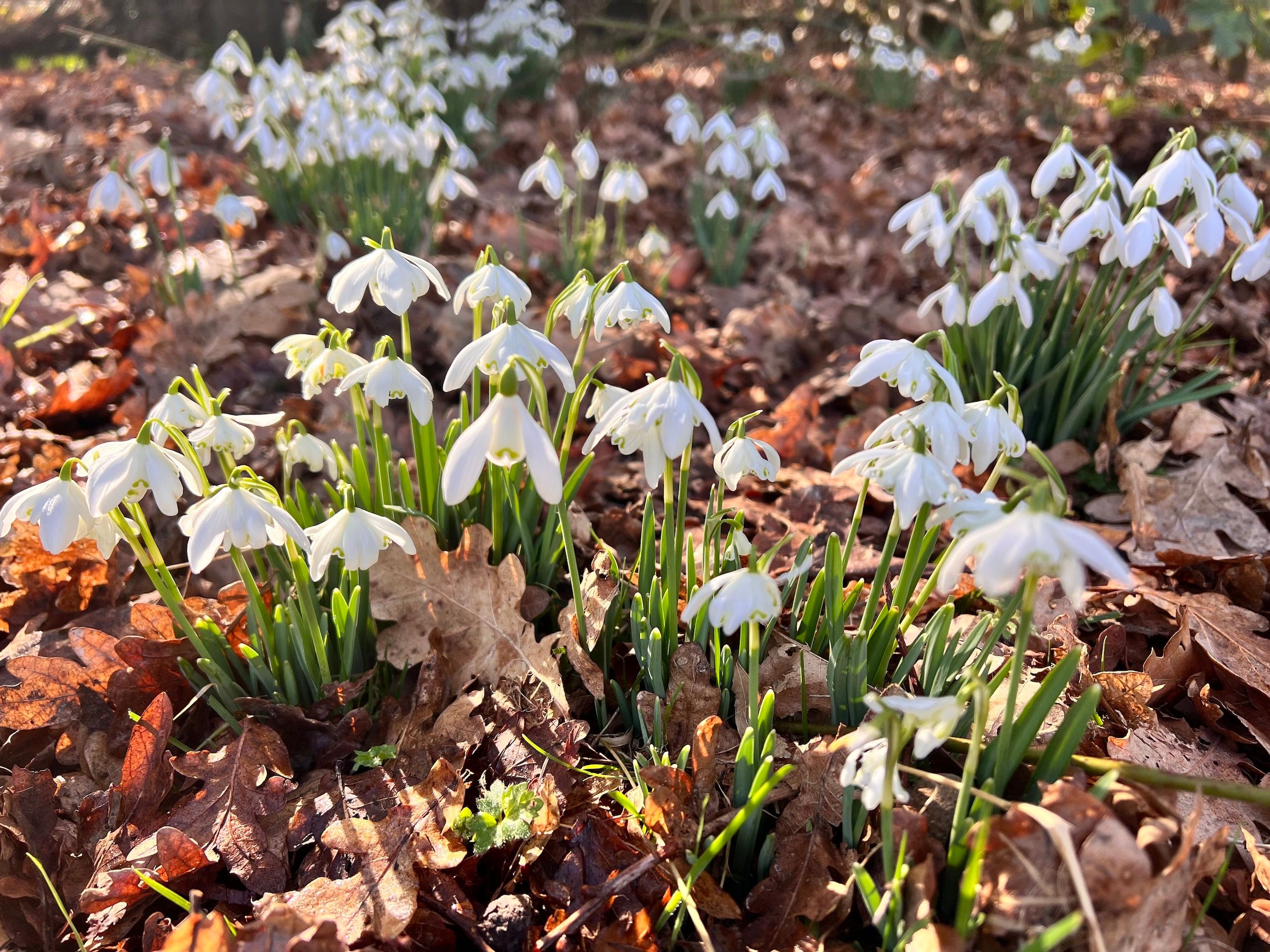 Snowdrops- Libby Drew