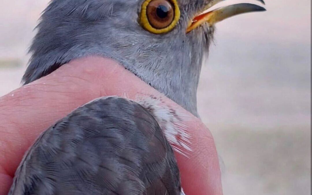 One flew along the cuckoos’ corridor