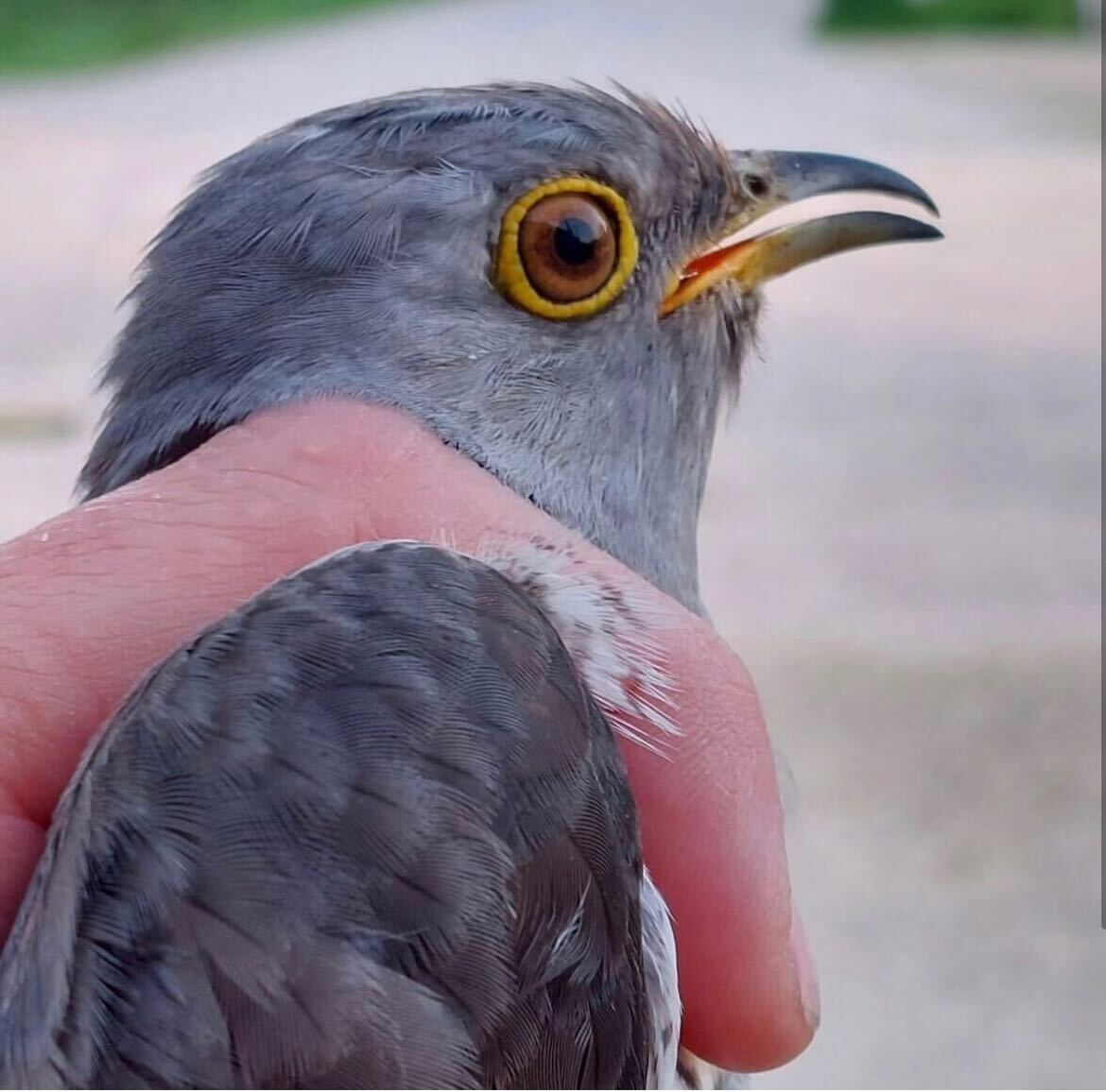 Cuckoo