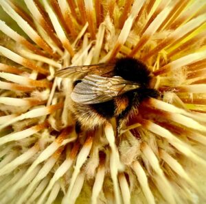 Bumblebee by Libby Drew