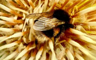 Local Action and Nature Recovery Strategies: How to Find Out More…