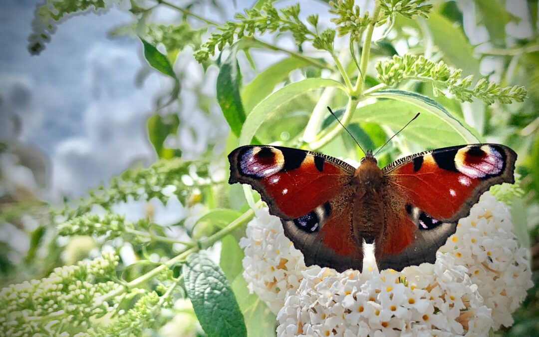 Pollinator Highways