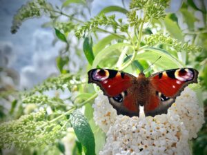 Peacock butterfly by Libby Drew Peacock butterfly by Libby Drew